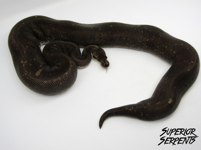 High End Boa Constrictors, Pythons and Hybrids in Reptiles & Amphibians for Rehoming in Edmonton - Image 4