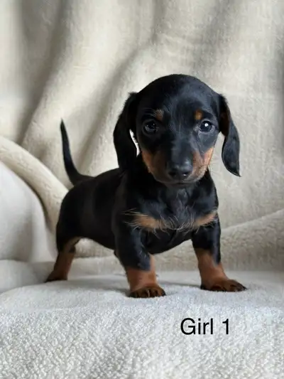 Dachshunds pups 1 female 1 male, View more