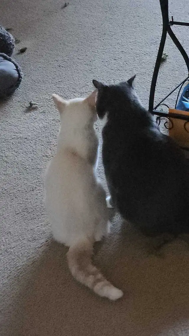 Young Modern Siamese Red Flamepoint cat in Cats & Kittens for Rehoming in North Bay - Image 4