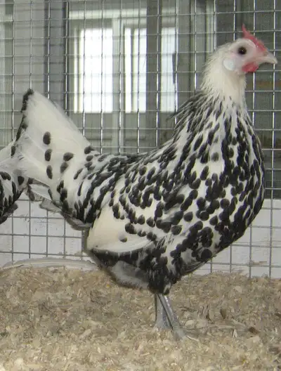 Poussins de poule Hambourg à vendre, View more