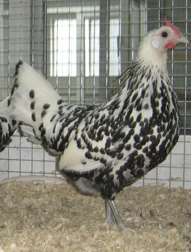 Poussins de poule Hambourg à vendre in Livestock in Granby - Image 2