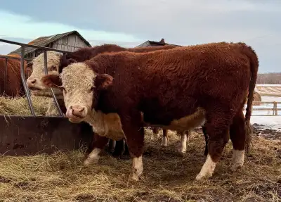PUREBRED HEREFORD BULLS, View more