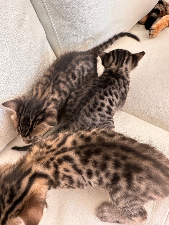 WAITLIST FOR BENGAL KITTENS in Cats & Kittens for Rehoming in City of Halifax