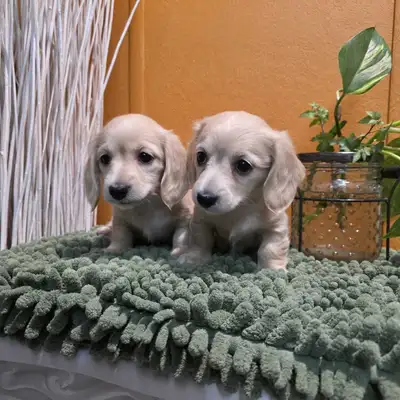 Cream Miniature Dachshund puppies , View more