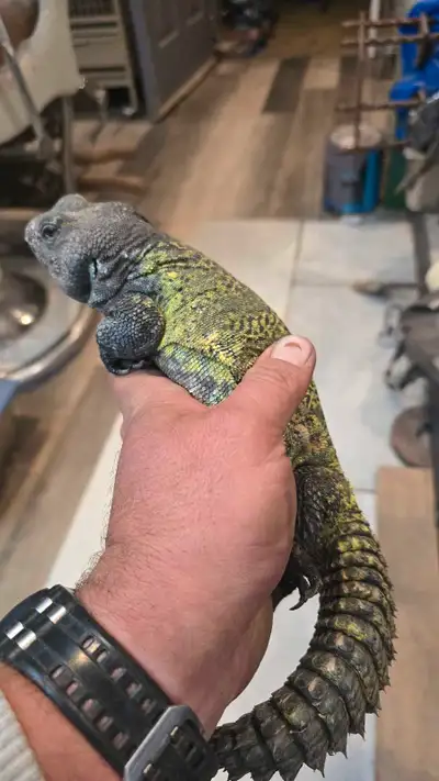 Adult male Moroccan uromastyx , View more