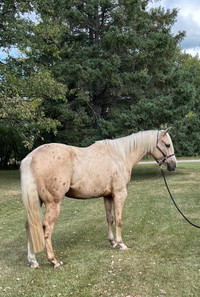 2020 AQHA Palomino Gelding