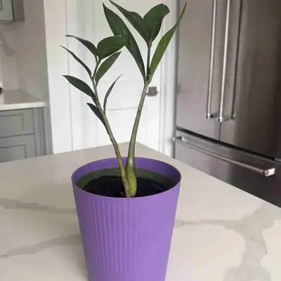 Zz plant indoors , View more