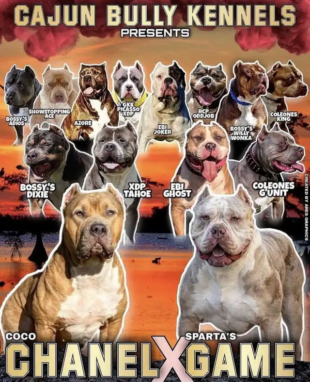 American Bulldog Puppies XL in Dogs & Puppies for Rehoming in Winnipeg - Image 10