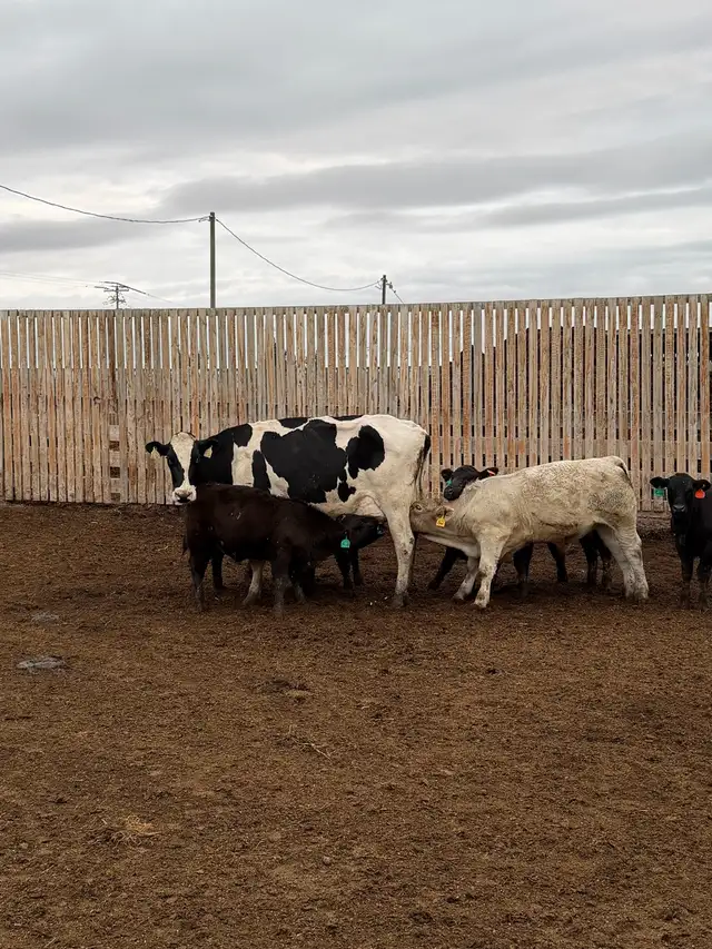 Exposed Nurse Cows  in Livestock in Lethbridge - Image 2