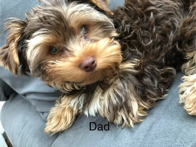 Yorkie/Biewer.. ONLY 2 Boys to go! (*See Note below) in Dogs & Puppies for Rehoming in Hamilton - Image 10