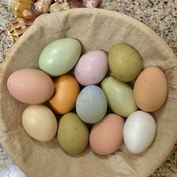 Hatching Eggs BYM colors