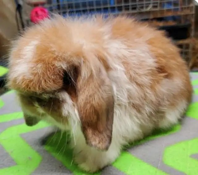 Lapin bélier Hollandais laineux * fuzzy Holland lop bunnies in Small Animals for Rehoming in City of Montréal - Image 6