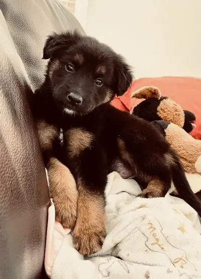 Rottweiler German Shepherd Male puppies, View more