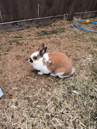 Friendly Rabbit and cage/supplies for sale