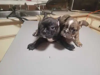 Beautiful Frenchton Puppies!, View more
