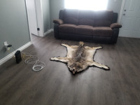 For sale wolf skin rug 2000.00 obo