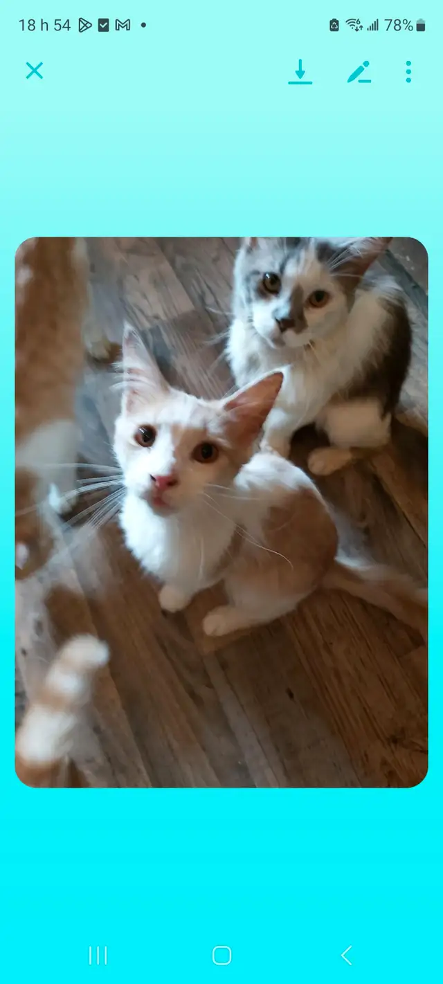 Chats a vendre de tous les âges in Cats & Kittens for Rehoming in City of Montréal - Image 6