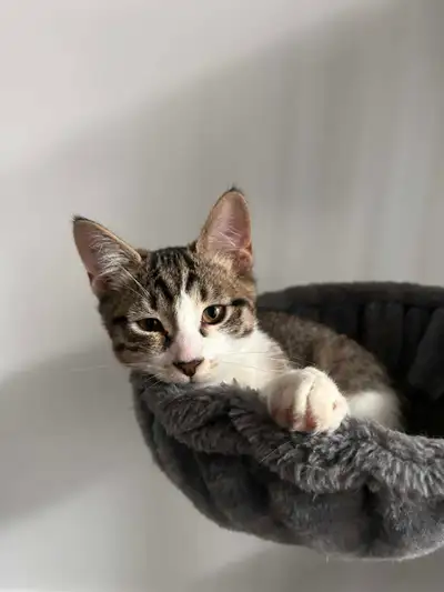 Maincoon kittens for sales// Chatons maincoon a vendre, View more