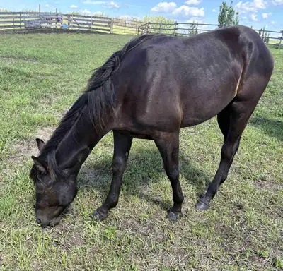 companion yearly colt, View more