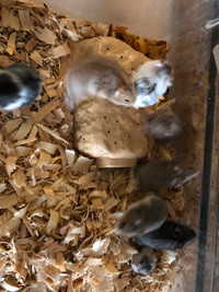 Baby dwarf hamsters