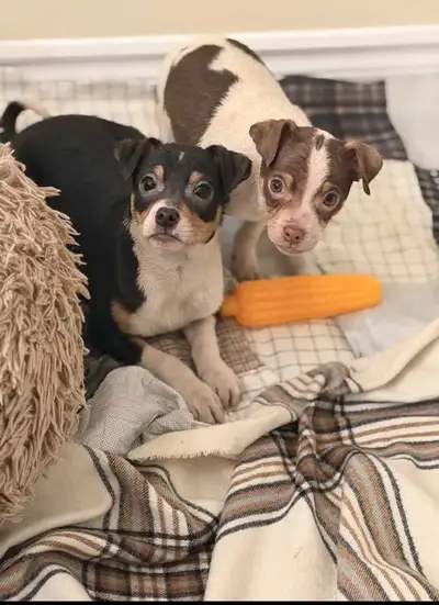 Rat terrier puppies, View more