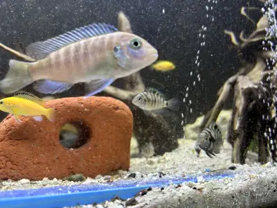 CICHLIDS FOR SALE PICKERING 416-315-293three Convicts Cobalt blue Yellow lab Peacock strawberry fema...