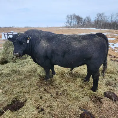 We purchased as a 2 year old in February 2024. Excellent proven breeder. Very quiet temperament. We...