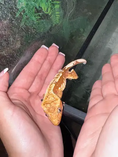Crested gecko / lizard ( comes with enclosure , View more