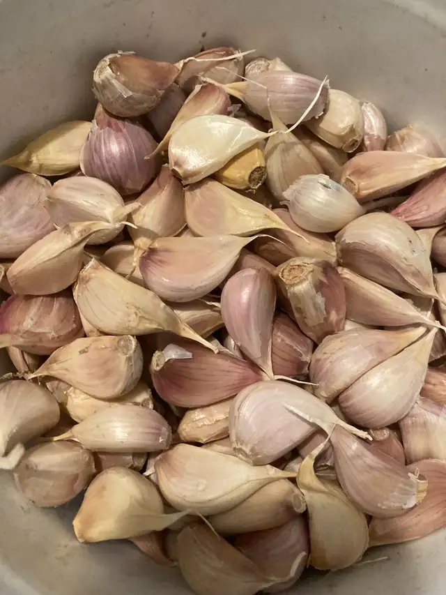 garlic heads or loose garlic cloves/seeds for planting $6/pound in Cayman Islands in Canada - Image 2