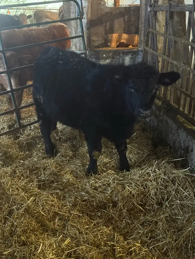 black angus steer and 2 Hereford bulls in Livestock in Stratford - Image 3