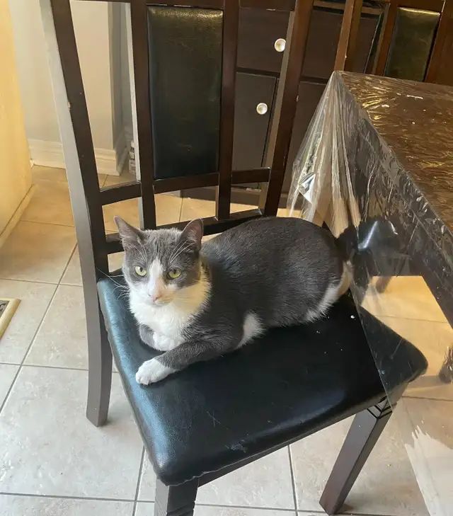 cat to rehome in Cats & Kittens for Rehoming in Oakville / Halton Region - Image 2