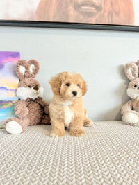 NEW!! Cute non-shedding toy poodle/bichon poodle puppies!!!