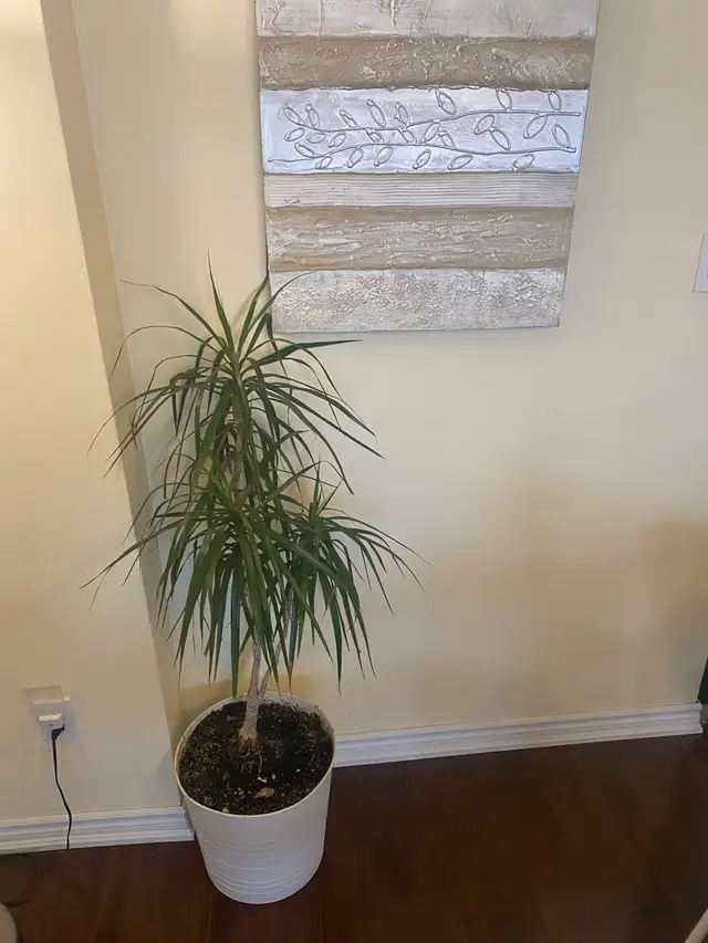 Textured Neutral Wall Art & Large Plant in Home Décor & Accents in Mississauga / Peel Region - Image 4