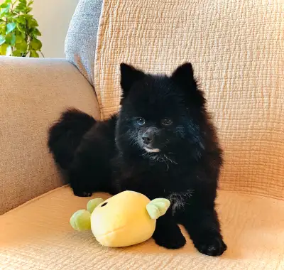 This adorable, fluffy boy looking for his forever home! Vet. Checked, had first shots. Dewormed . Hi...