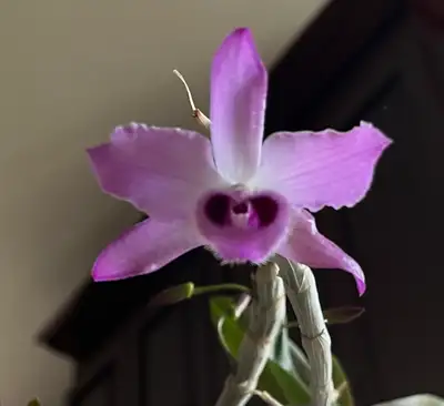 a blooming Dendrobium parishii, View more