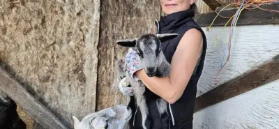 Barbados Blackbelly/Katahdin Lambs, View more