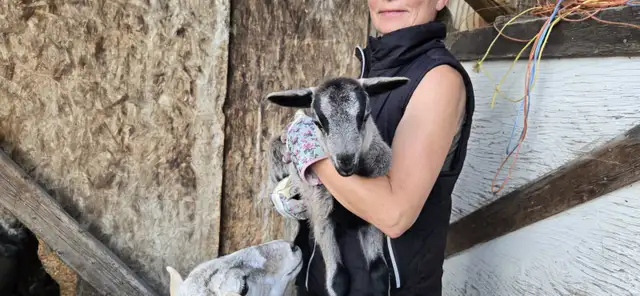 Barbados Blackbelly/Katahdin Lambs in Livestock in Vernon - Image 2