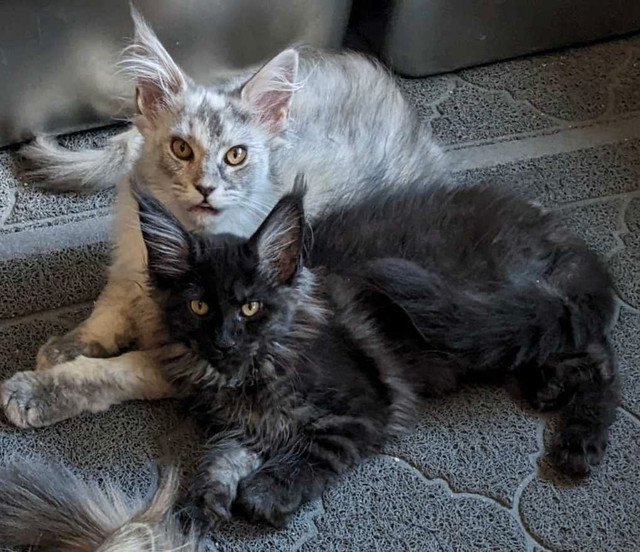 TICA Registered European Maine Coon Kittens in Cats & Kittens for Rehoming in Tricities/Pitt/Maple