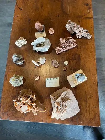 collection of selenite and barite roses, View more