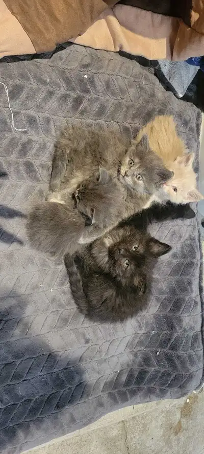Petits chatons a donner , View more
