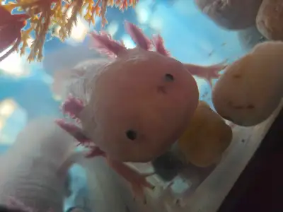 Baby axolotls still very small, they will need forever in a few more weeks! 10 gallon would suffice...