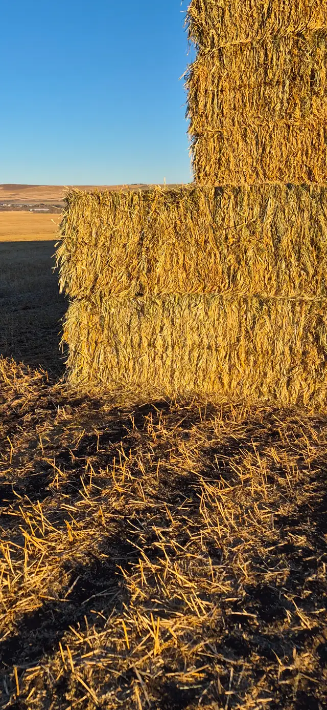 Large Square Green Feed Bales | Livestock | Calgary | Free local ...