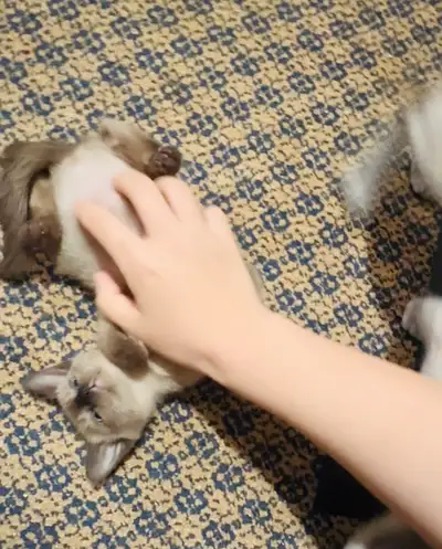 Adorable pure Siamese kittens , View more