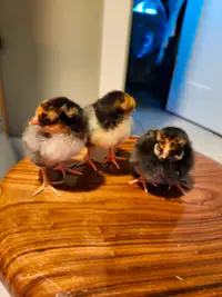 Pure Blue Laced Red Wyandotte Chicks