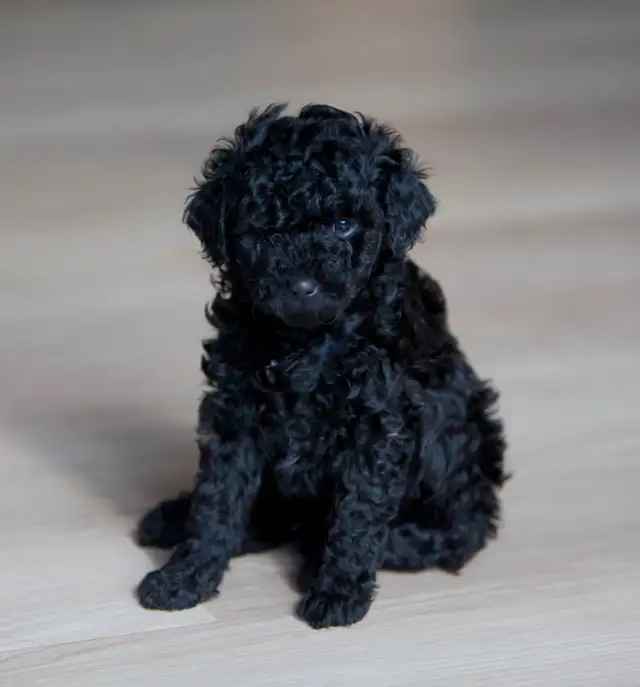 Minis Aussiedoodle F1B ... Adorable in Dogs & Puppies for Rehoming in Drummondville - Image 6