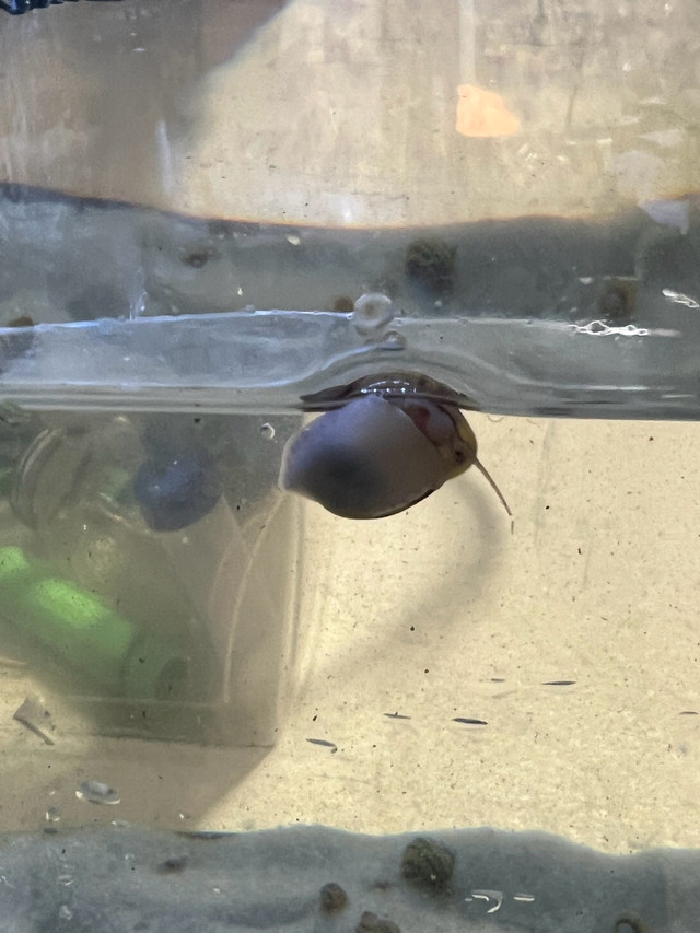 spixi Snails hydra eating snails Fish for Rehoming Markham / York