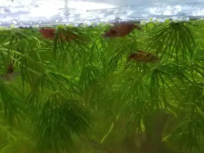 Minimum order of 10. Shrimp includes starter amount of Guppy grass. Only larger shrimp included in c...