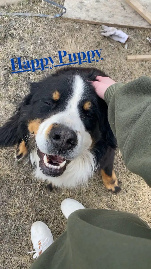 Rehoming Bernese Mountain Dog in Dogs & Puppies for Rehoming in Winnipeg - Image 4