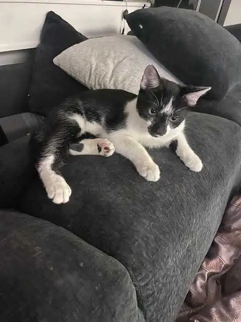 VERNON, BC $30-$190 PRICES NEGOTIABLE in Cats & Kittens for Rehoming in Vernon - Image 10