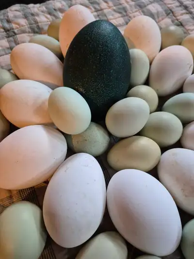 Emu, Turkey,  Duck,& Goose, Hatching Eggs , View more